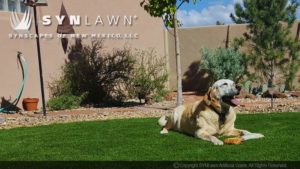 artificial grass dog on the grass