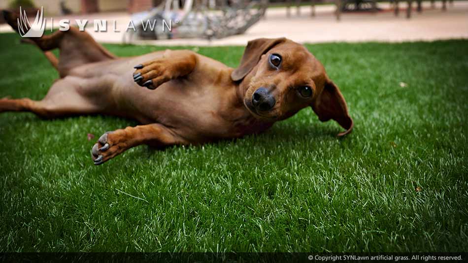 artificial grass curious dog