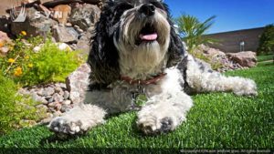 Close up of Happy Dog Panting and Laying on Artificial Grass