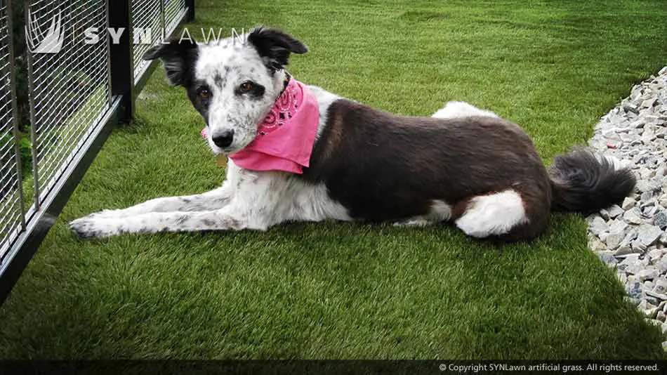 artificial-grass-safe-for-pets-003.jpg.webp