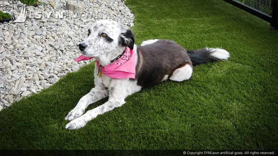 artificial-grass-safe-for-pets-008.jpg.webp