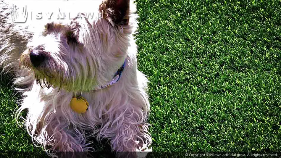 artificial-grass-safe-for-pets-022.jpg.webp