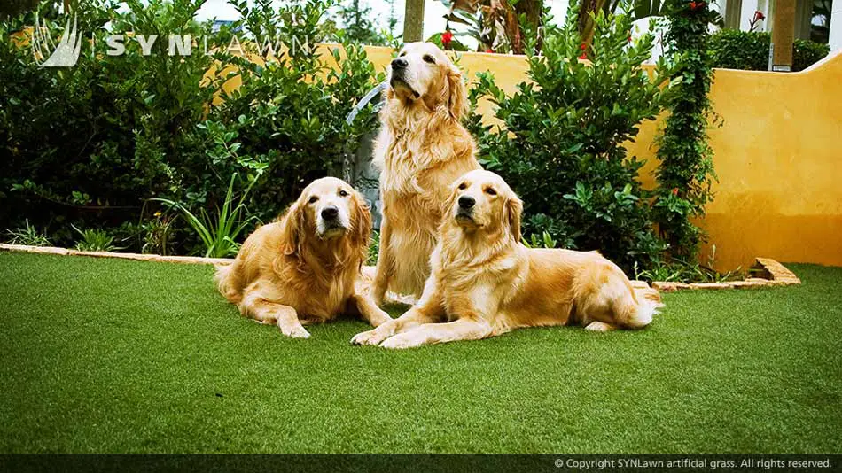 artificial-grass-safe-for-pets-043.jpg.webp